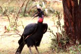 Abyssinian ground hornbill