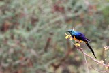 Golden-breasted or Royal Starling (Cosmopsarus regius) 