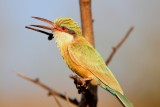 Somali bee-eater (Merops revoilii) 