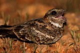 Slender-tailed Nightjar (Caprimulgus clarus)