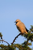 The Stresemann's Bushcrow (Zavattariornis stresemanni), also known as Abyssinian Pie, Bush Crow, Ethiopian Bushcrow