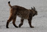 Iberian lynx Sara