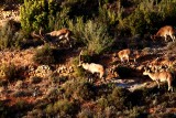 Spanish Ibex - Cabra hispanica o C. pyrenaica  - Cabra Monts - Cabra Salvatge