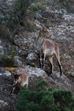 Spanish Ibex - Cabra hispanica o C. pyrenaica  - Cabra Monts - Cabra Salvatge