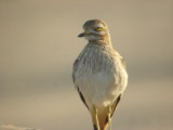 Stone curlew