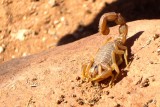 Brown Scorpion