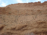 Goats in the Dades gourge