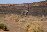 Donkey in the Desert