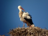 White stork nest in Ouarzazate