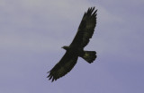 Golden Eagle - Aquila chrysaetos - Aguila Real - Aguila daurada - Eagle Royal