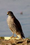 Esparver - Accipiter nissus - Gavilan - Sparrowhawk