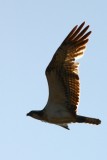 Birdwatching in Doñana
