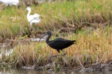 Glosy ibis - Plegadis falcinellus - Capo reial - Morito - Ibis falcinelle