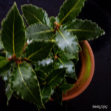 20 - Laurus Nobilis