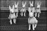 White Rabbits