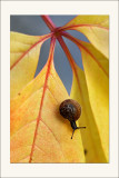 La vitesse de l'escargot