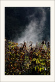 Brume naissante