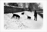 Les chiens (2)