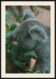 Zoo de Beauval</br>Koala