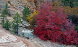 Big tooth maple in Clear Creek wash, Zion National Park, UT