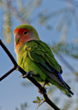 Peach-faced Lovebird, Gilbert Riparian Preserve, Gilbert, AZ