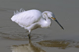 Snowy Egret fishing, Gilbert Riparian Preserve, Gilbert, AZ