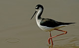 Black-necked Stilt, Gilbert Riparian Preserve, Gilbert, AZ