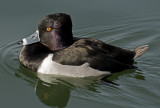 Ring-necked duck, Gilbert Riparian Preserve, Gilbert, AZ