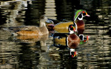 Wood Ducks and female American Widgeon