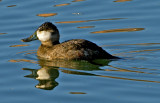 Ruddy Duck, Dead Horse Ranch State Park, AZ