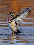 Wood Duck, Lo Lo Mai Springs, Sedona, AZ 