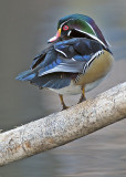 Wood Duck, Lolo Mai Springs, Sedona, AZ