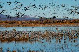 Sandhill Cranes returning from feeding grounds