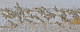 Mass landing of Northern Shovelers, Blue-winged Teal, Mexican Mallards, Green-winged Teal, and Northern Pintails