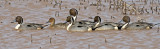 Five Northern Pintail males trying to impress one female