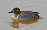Green-winged Teal 