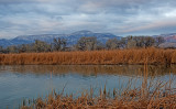 View of Mingus Mountain from Dead Horse Ranch State Park.