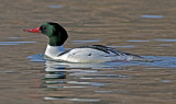 Common Merganser