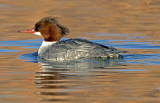 Common Merganser (female)