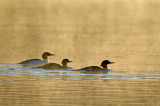 Foggy morning Common Mergansers