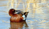 Cinnamon Teal 