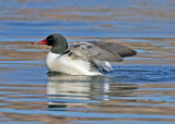 Common Merganser