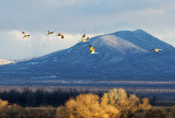 Sandhill Cranes against the mountains