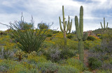 Typical Sonoran Desert vegetation, Bartlett Lake, AZ