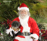 Santa Paws Fundraiser for Pet Emergency Rispirators