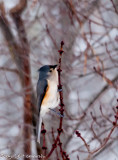 CLM_7257.jpg - Dining In The Midst Of The Snow Storm