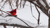 CLM_7278.jpg - Red & White
