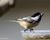 Black-capped Chickadee II