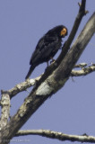 Black Caracara (juvenile)