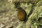 Giant Antpitta